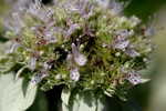 Loomis' mountainmint